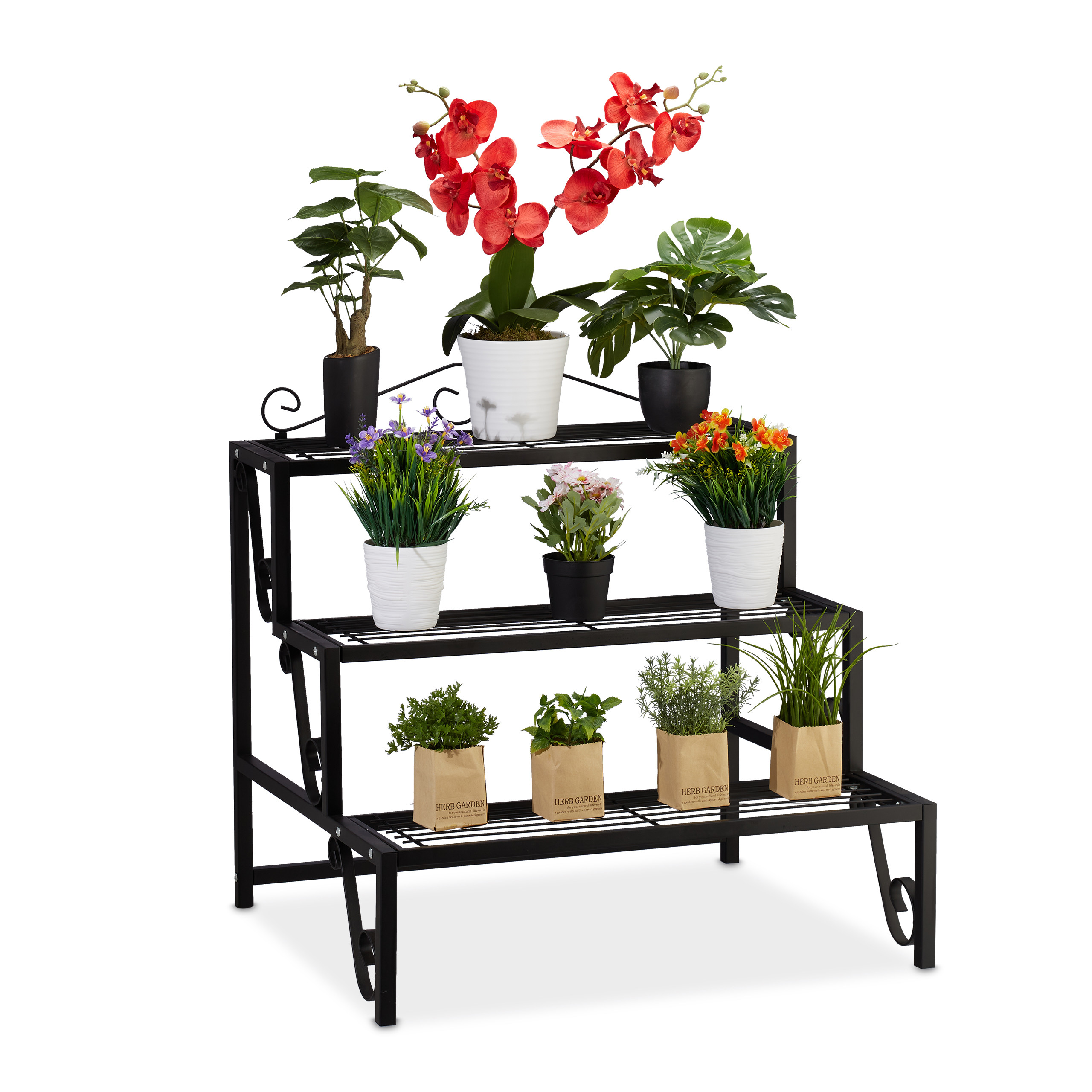 fungisan olivenbaum knorriger Olivenbaum 150 Jahre  toskanagartenshop