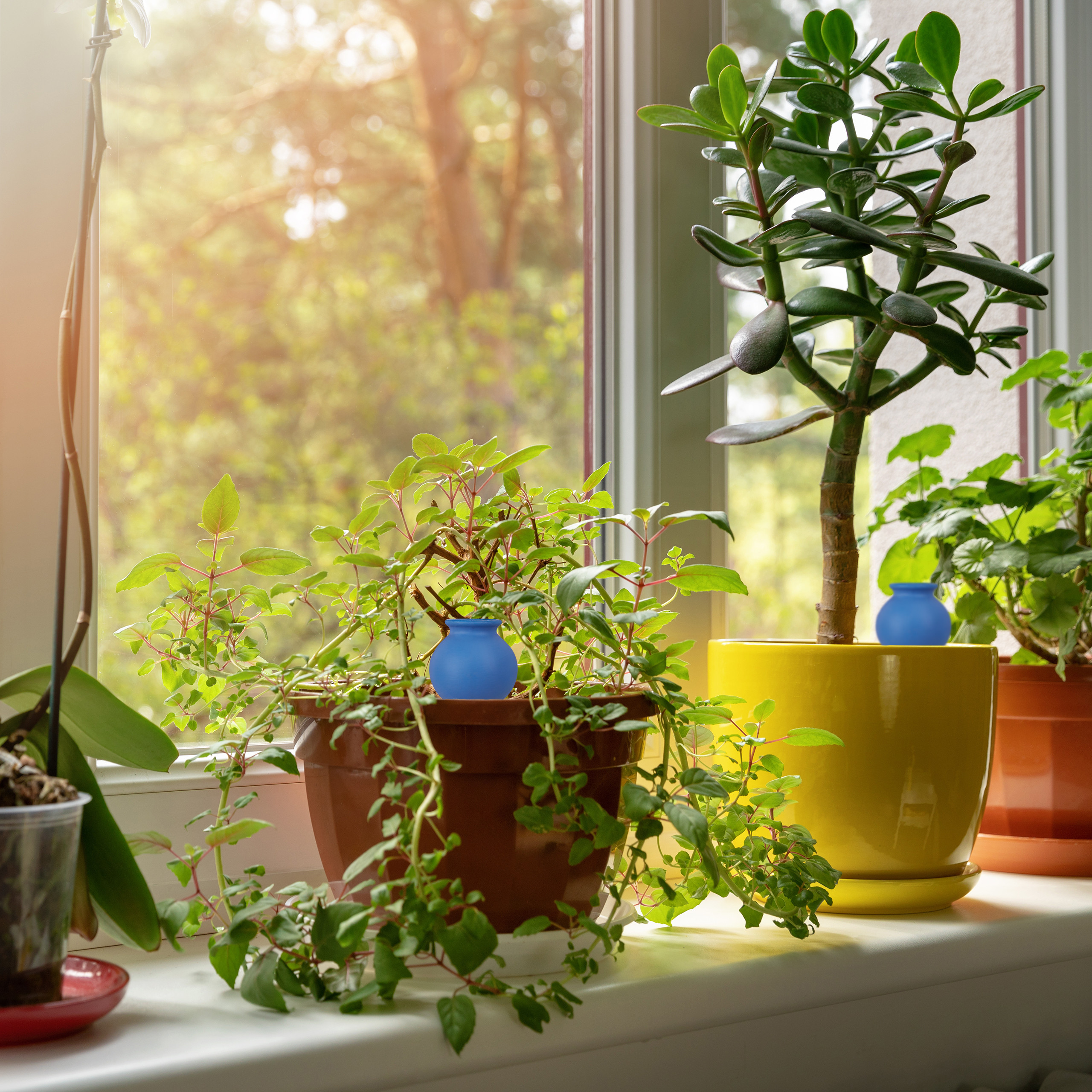 basilikum topfpflanze Bio Tulsi - Heiliges Basilikum (Ocimum tenuifolium)