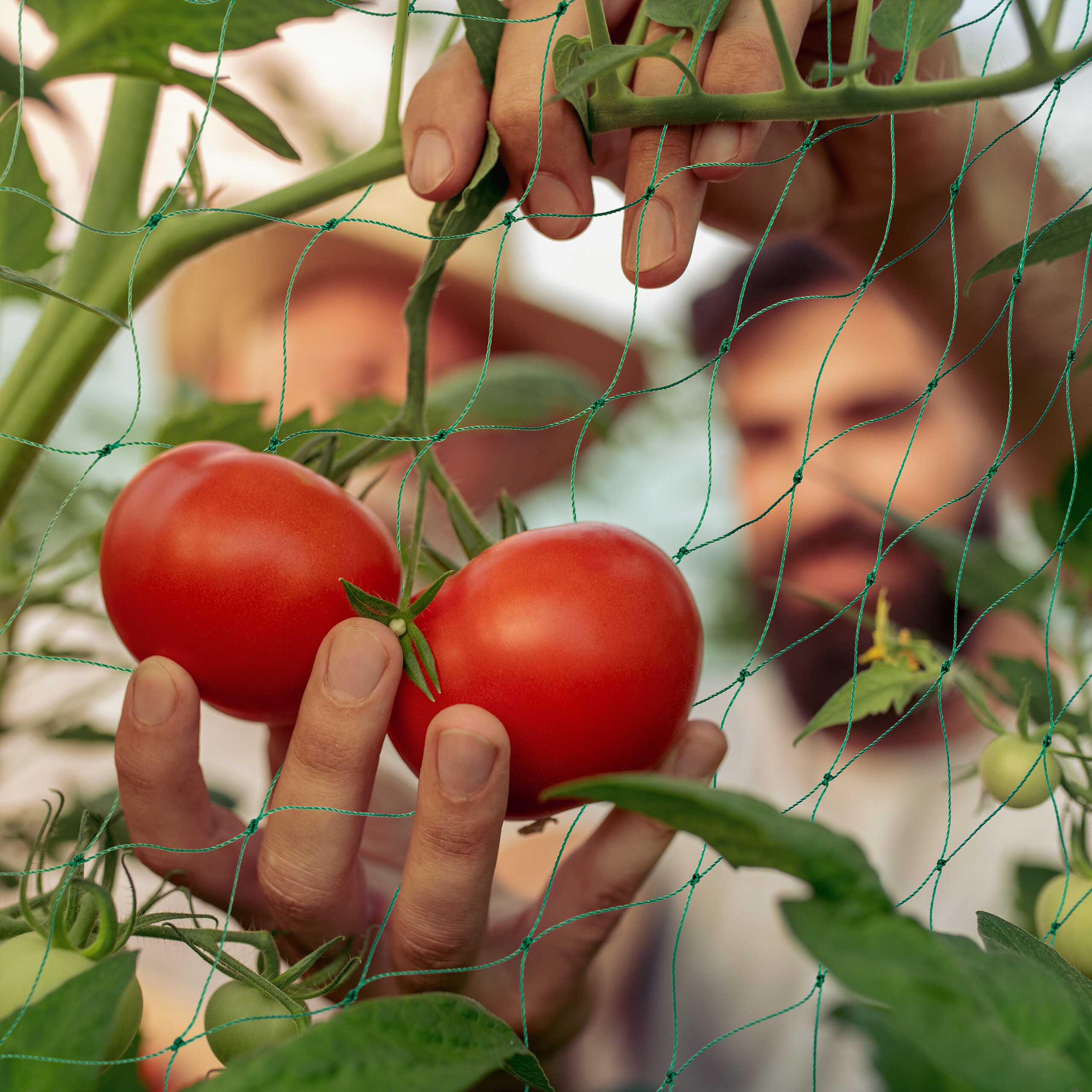 KADAX clip per piante di pomodoro germogli di fagioli clip