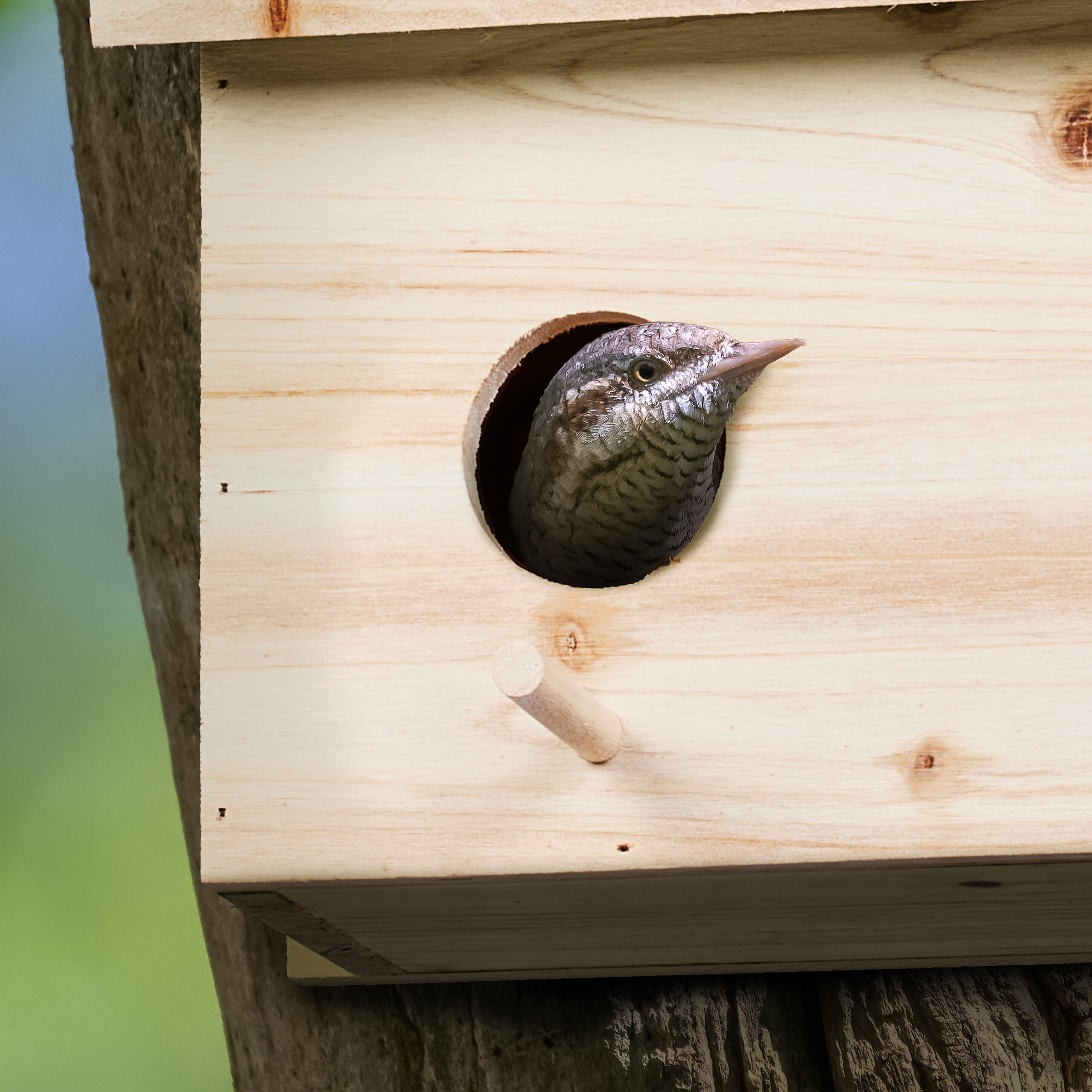 Nido per uccelli, casetta per uccelli da appendere in legno di pino, resistente alle intemperie e durevole, casetta per uccelli selvatici, stabile casetta per giardino, balcone, cincia, passeri e