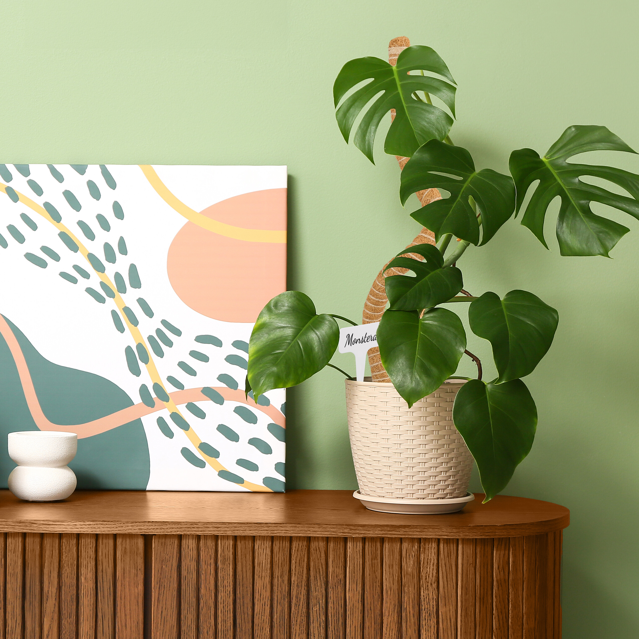 dracena fragrans compacta Dracaena fragrans Compacta Indoor Plants - Purify Your Air | Hortology