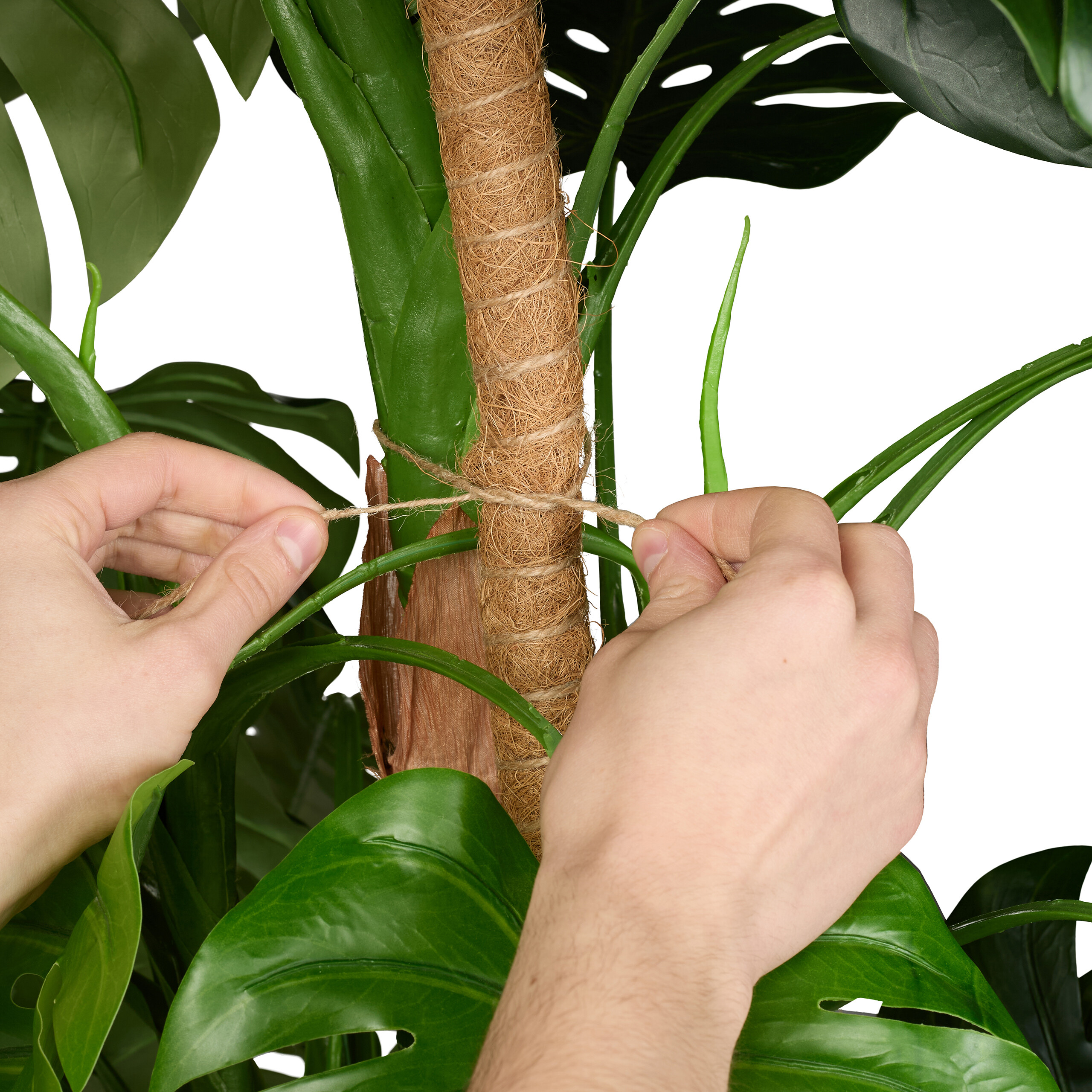 Kokosstab Monsterastbe Rankhilfe 65 cm Moosstbe Blumenstcke 2x mit  Zubehr | eBay